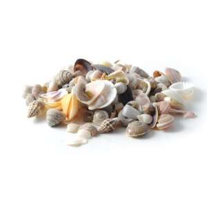  Miniature Key West Seashells sold at Miniatures Toys 