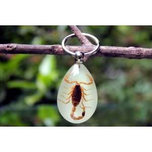 Real Amber Insect Keychain Jewelry Yellow Scorpion (Glow in the Dark 