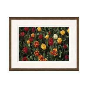 Tulips Madison Wisconsin Framed Giclee Print 