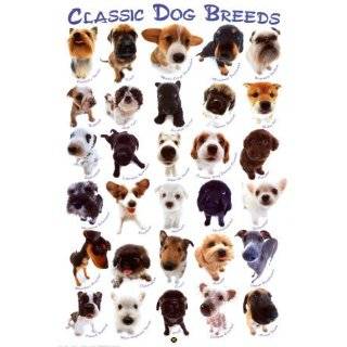Official American Kennel Club AKC All Breed Poster 