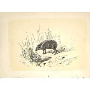  The Collared Peccary 1860 Coloured Engraving