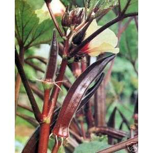   Burgandy Okra Seeds ~ Great Garden Vegetable Patio, Lawn & Garden