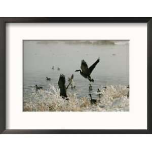  Canada Geese Land on the Water Art Styles Framed 