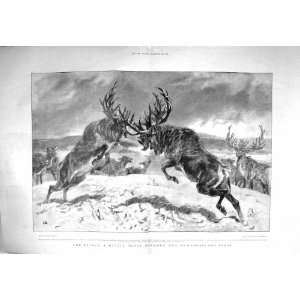   1897 Battle Newfoundland Stags White Hill Deer Print