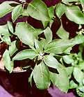   Somnifera INDIAN GINSENG Ashwaganda *1000 herb seeds* BULK deal