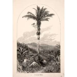 1868 Wood Engraving Brazil Cocoeiro Palm Tree Coconut Landscape Plants 