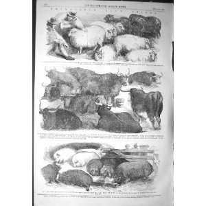    1856 SMITHFIELD CLUB SHOW ANIMALS SHEEP PIGS CATTLE