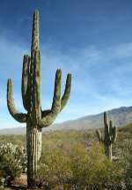 NEW*WORLDS GIANT CACTUS* 5 SEEDS*Giant*RARE*TALL #1124  