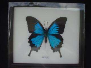 FRAMED PAPILIO ULYSSES BUTTERFLY DISPLAY TAXIDERMY  