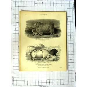    Encyclopaedia Britannica Agriculture Ram Sheep Ewe
