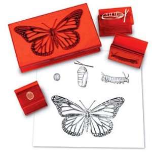  Quality value Butterfly Life Cycle Stamp By Learning 