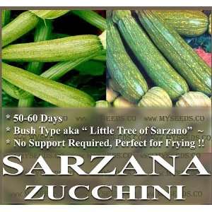  20 ZUCCHINI DI SARZANA Summer Squash Seeds BUSH HABIT aka 