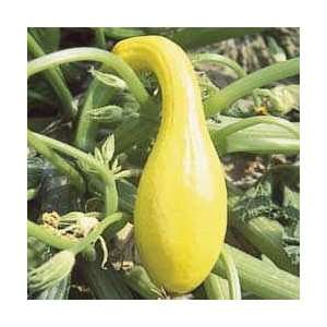  Yellow Crookneck Summer Squash   Pack Patio, Lawn 