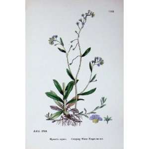  Creeping Water Forget Me Not Botany Plants C1902