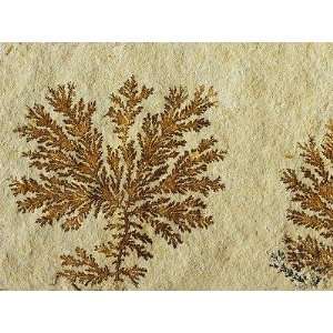 Fossil Plant   Peel and Stick Wall Decal by Wallmonkeys  