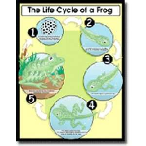  CHARTLET THE LIFE CYCLE OF A FROG Toys & Games