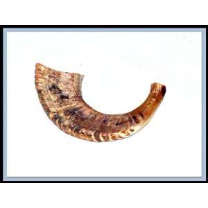  New 17 Rams Horn Shofar Authentic Natural From Israel 
