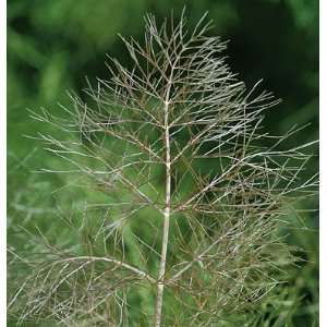 Davids Organic Non Hybrid Medicinal Herb Fennel Bronze (Foeniculum 