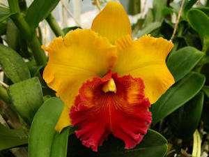 CATTLEYA MERICLONE COLLECTION~ 50 ORCHID PLANT LOT  