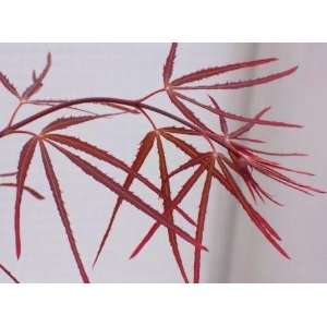  Bamboo Leaf Japanese Maple 3   Year Graft: Patio, Lawn 