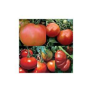  Heirloom Tomato Seedlings   6 Pack Patio, Lawn & Garden