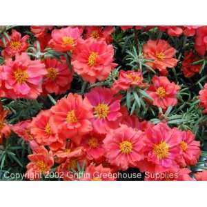  Sun Seeker Red Portulaca (Moss Rose) Seed Packet: Patio 