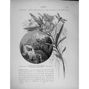    Palestine 1881 Wayside Tombs Wady Barada Fig Trees