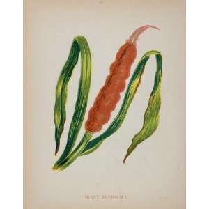 1902 Botanical Print Cattail Bulrush Typha Latifolia   Original Print