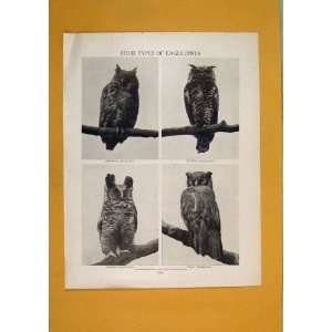  Four Types Eagle Owls Black White Old Print Fine Art: Home 