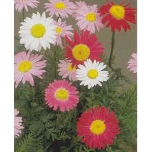  PAINTED DAISY ROBINSONS MIX / 1 gallon Potted Patio 