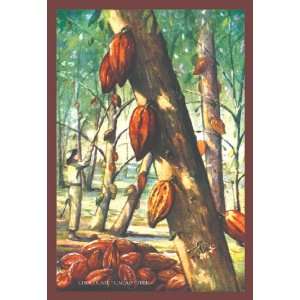  Chocolate Cacao Tree 20x30 Poster Paper