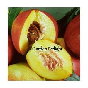  Garden Delight Nectarine Tree Patio, Lawn & Garden