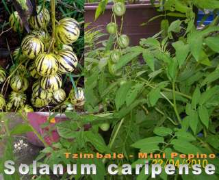 Solanum caripense * Tzimbalo * Mini Pepino * 10 Samen  