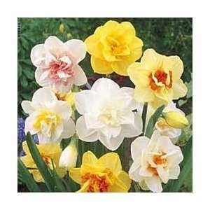  Double Daffodil Mix One Cent Sale