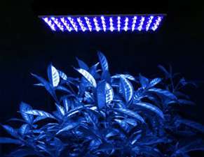 14 Watt LED Grow Lampe Wuchslampe Pflanzen   Blau  Neu  