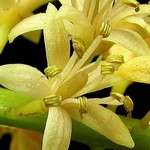 10 graines ARBRE BOIS DE SANTAL (adenanthera pavonina)  