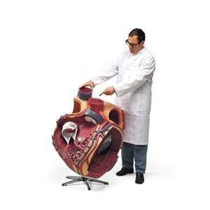 Giant Anatomy Heart Model, 8 times life size model  