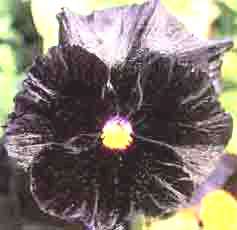 Annual JET BLACK PANSY Seeds   Pure Black   Halloween  