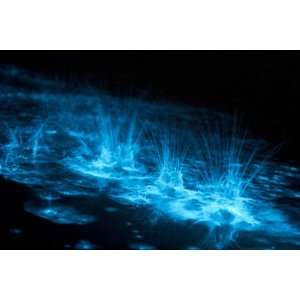 Bioluminescence Splashes in the Gippsland Lakes, Victoria, Australia 