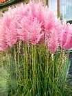 PINK PAMPAS GRASS~`~Tall Perennial~`~3​0 seeds+ Fresh 2011