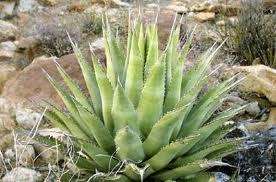   Cerulata var Nelsonii succulent cactus seeds~Century plant  
