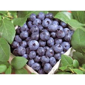  Coville Blueberry Plant   Large/Sweet/Disease Resistant 