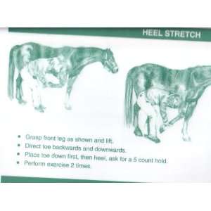  Equine Stretch Exercises Wall Chart