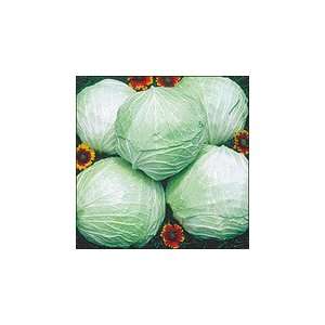  Cabbage Late Flat Dutch Great Heirloom Vegetable 400 Seeds 