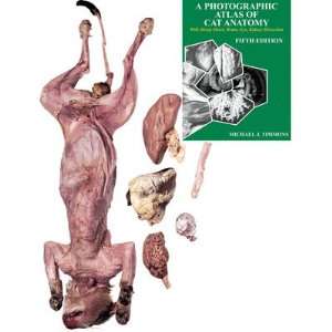 Nasco   Nasco Cat Anatomy and Mammalian Organ Study Set with 