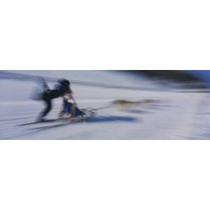  Dogs Pulling a Sled on Snow, Canmore Nordic Center 