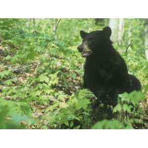 Black Bear in a Deciduous Forest (Ursus Americanus), Eastern USA 