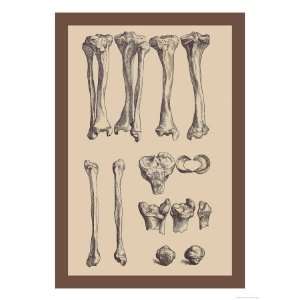   Bones Giclee Poster Print by Andreas Vesalius, 24x32