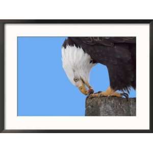  Bald Eagle Eating Fish, Alaska, USA Art Styles Framed 