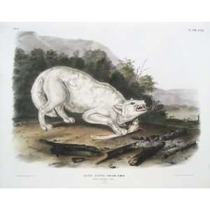  James Audubon   24 x 20 inches   Canis lupus, White American Wolf. Ma